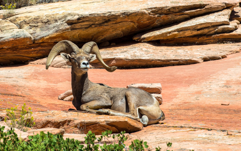 Big Horn Sheep