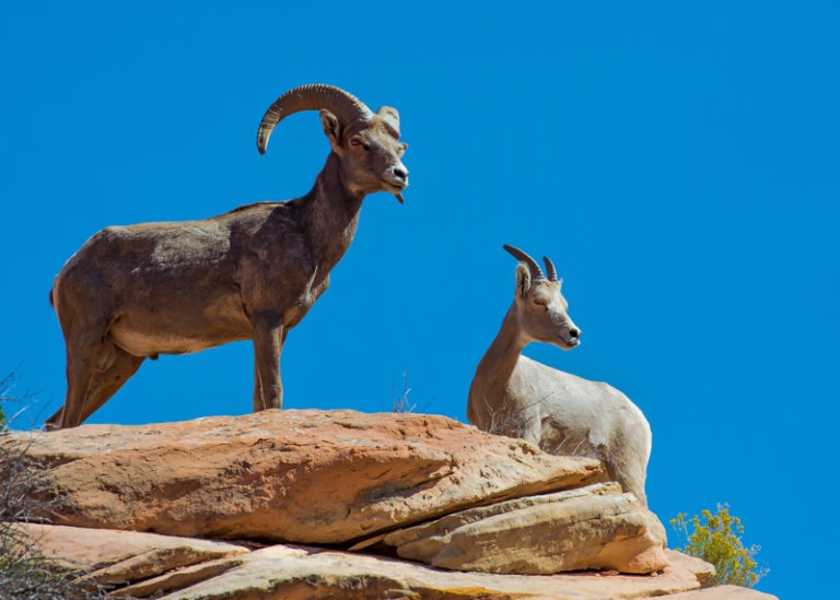 Big Horn Sheep