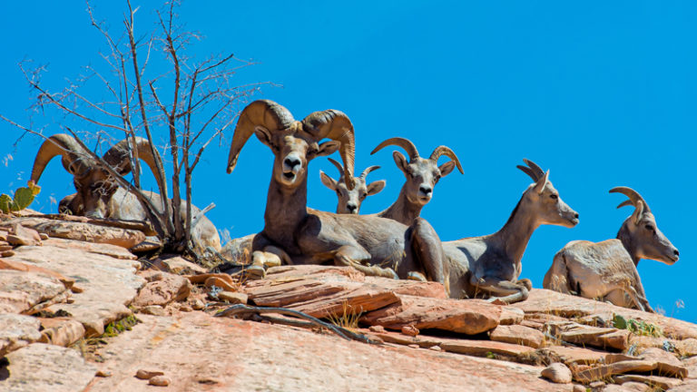 Big Horn Sheep