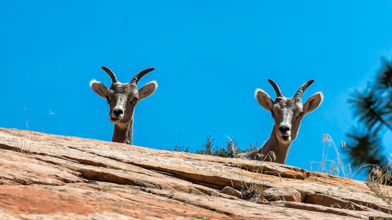 Big Horn Sheep