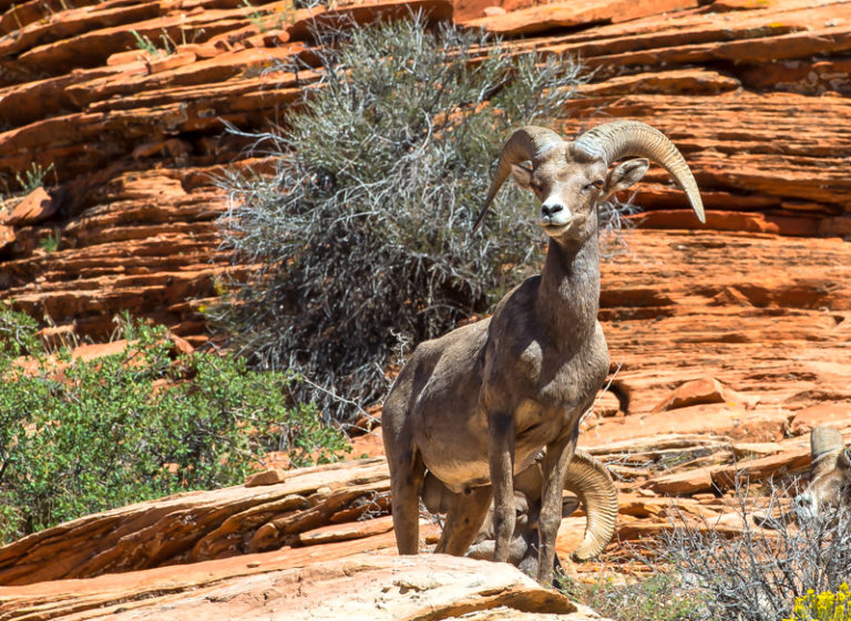 Big Horn Sheep