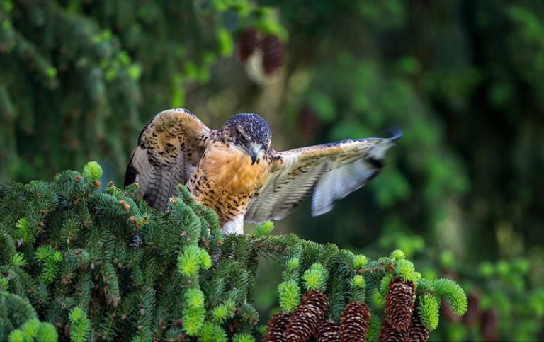 Bussard