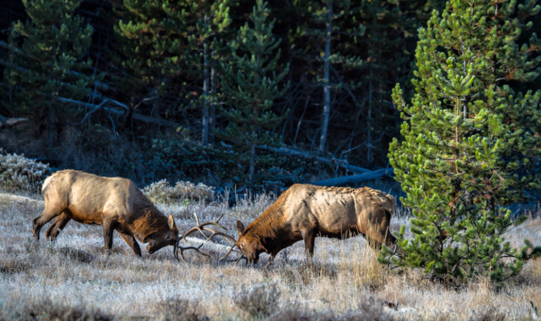 Elk Bulle