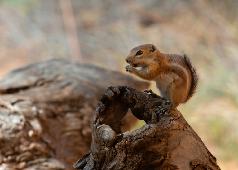 Golden mantied Ground Squirrel 