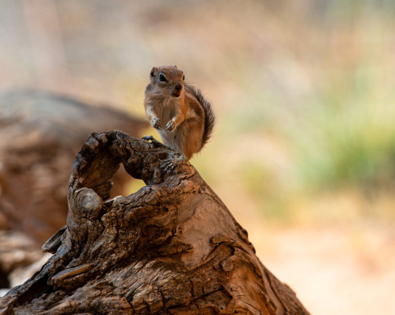 Golden mantied Ground Squirrel 