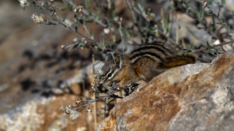 Golden mantied Ground Squirrel 