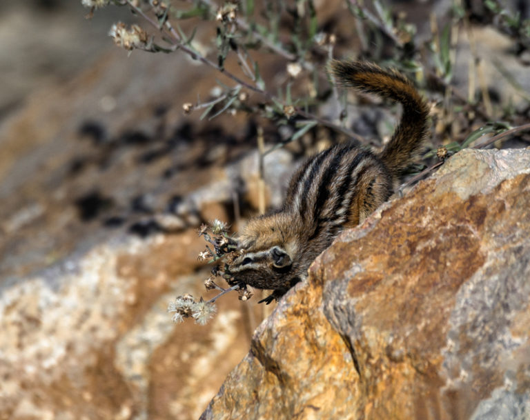 Golden mantied Ground Squirrel 