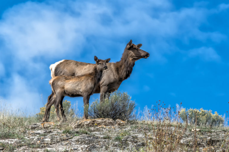 Mule Deer