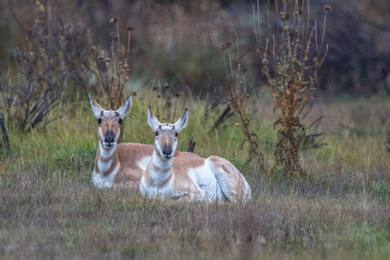 Pronghorn