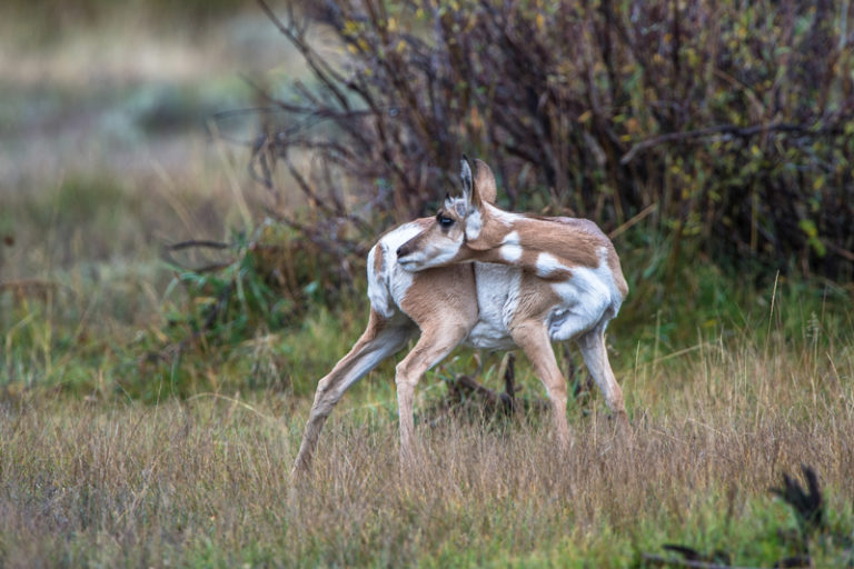 Pronghorn