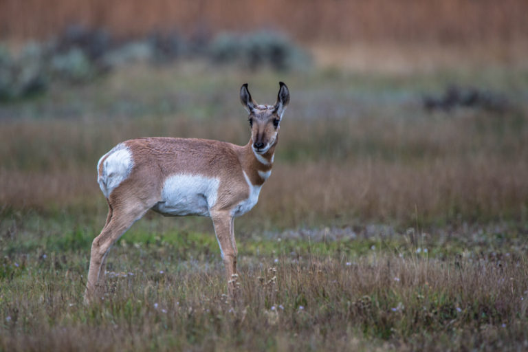 Pronghorn