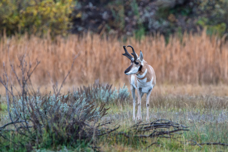 Pronghorn