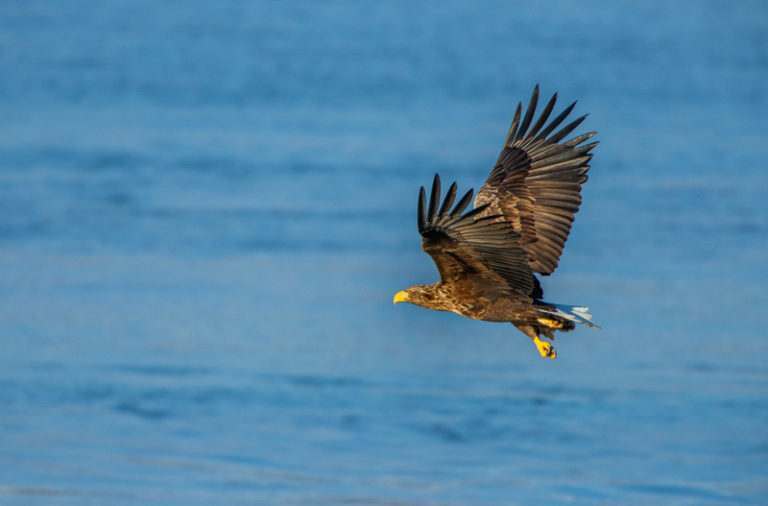 Seeadler