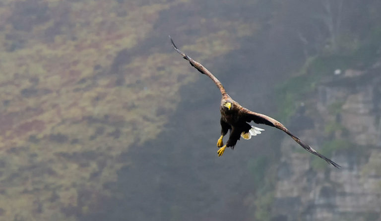 Seeadler