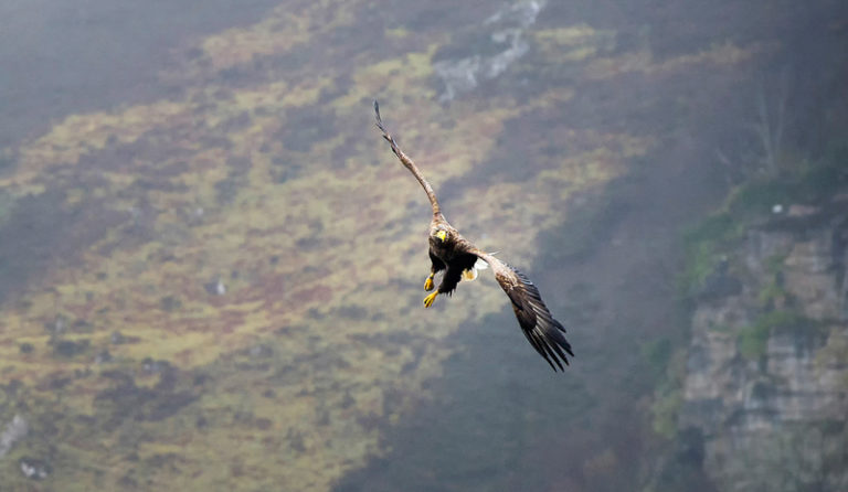 Seeadler