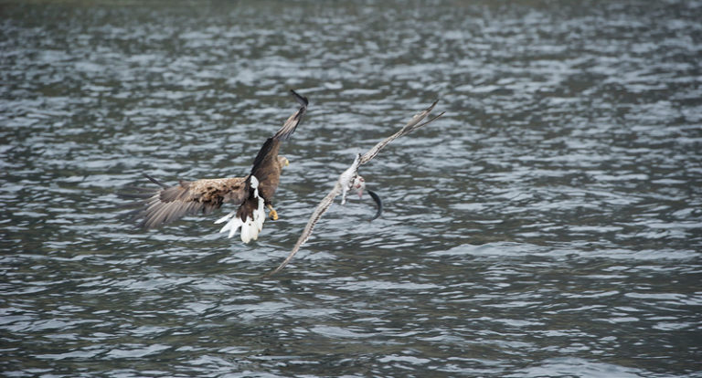 Seeadler