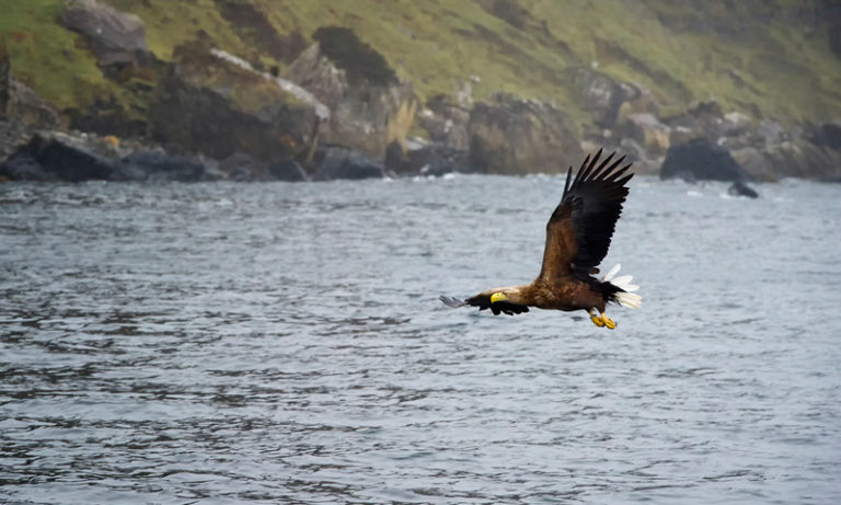 Seeadler