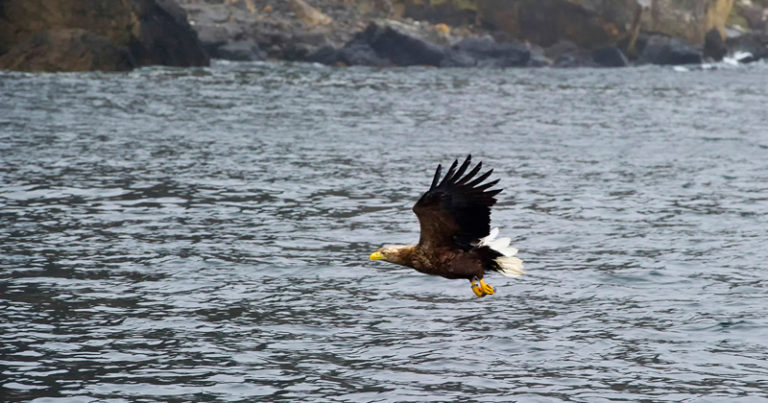 Seeadler