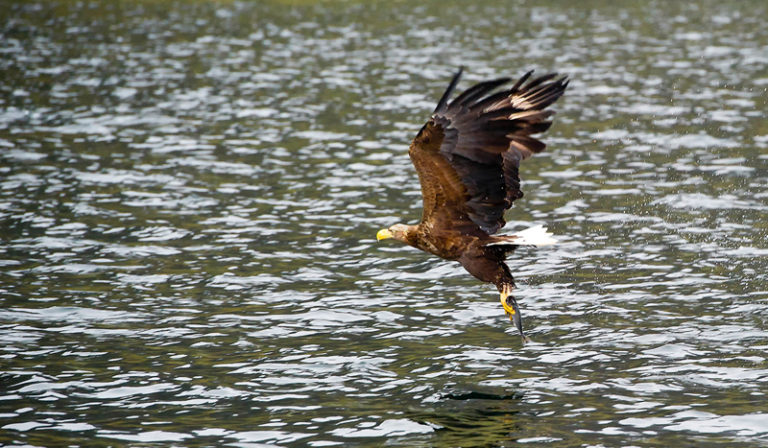 Seeadler