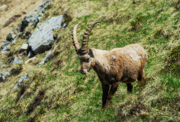 Steinbock