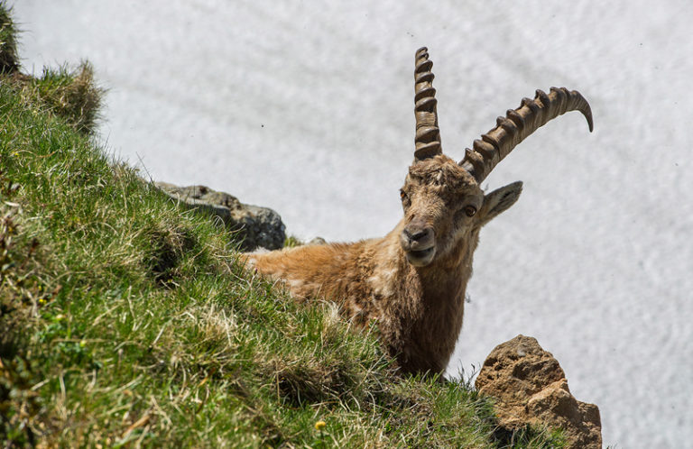 Steinbock