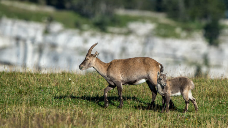 Steinbock