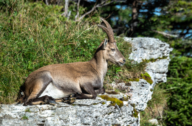 Steinbock