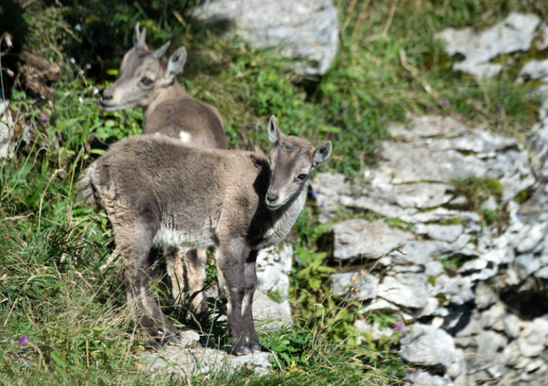 Steinbock