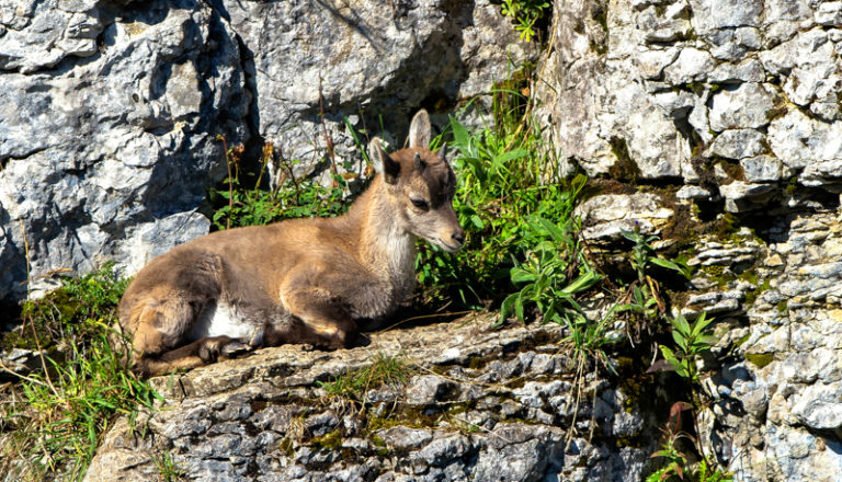 Steinbock