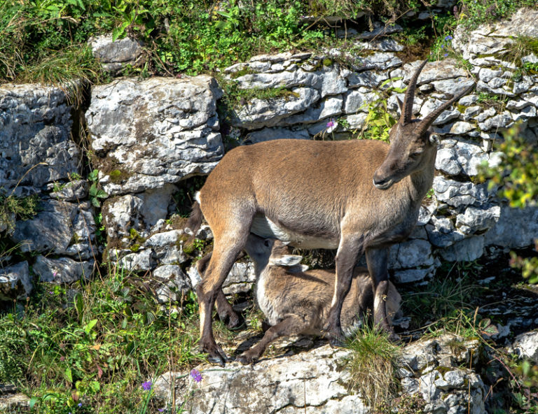 Steinbock