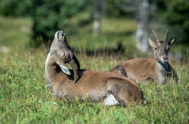 Steinbock