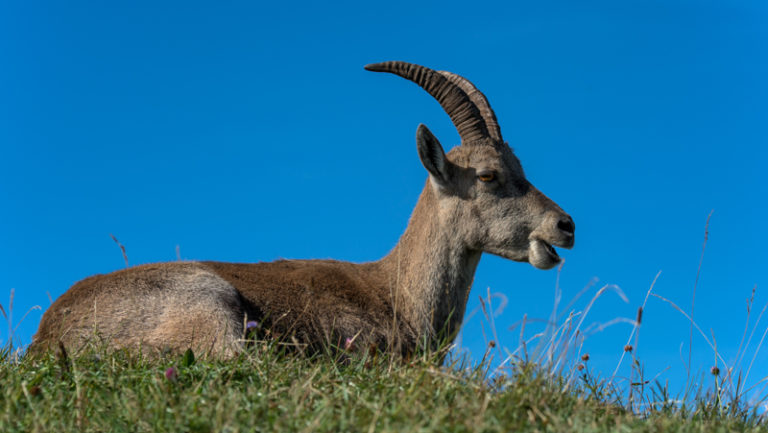 Steinbock