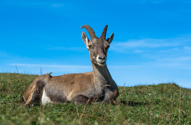 Steinbock