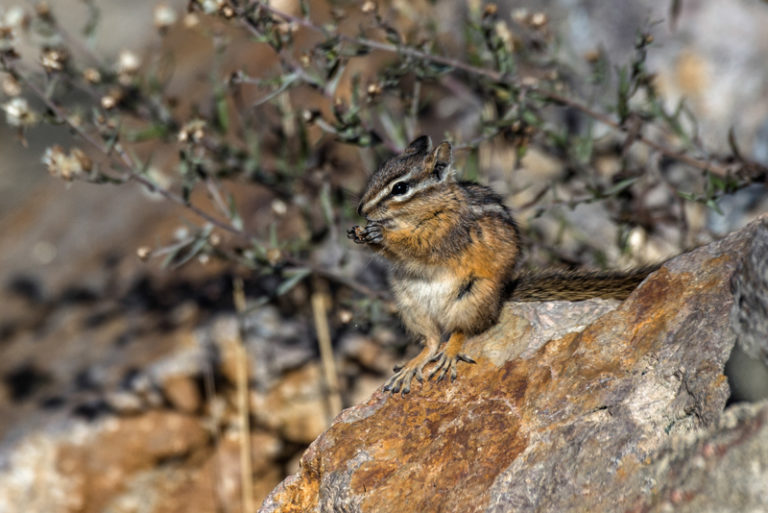 Golden mantied Ground Squirrel 