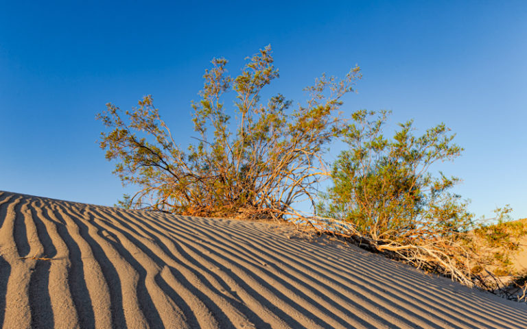 Mesquite Flat Sand Dunes