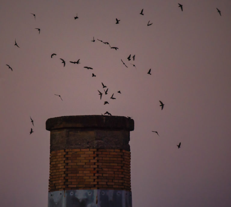 Chimney Swift