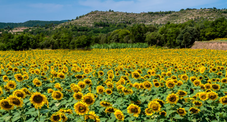 Sonnenblumenfeld